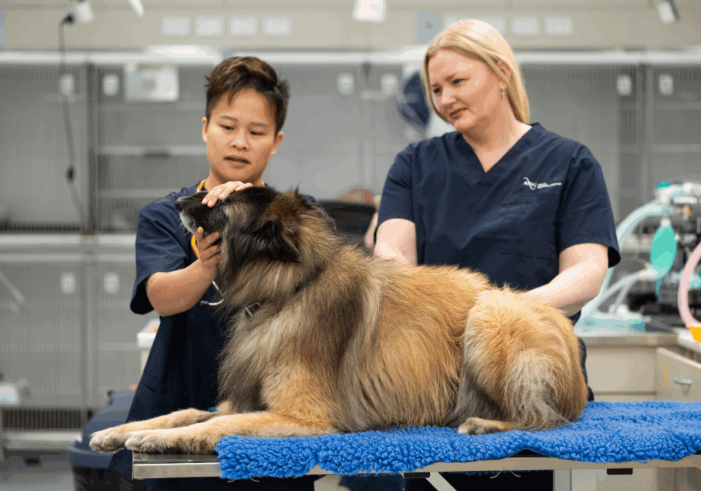 Veterinary Dental