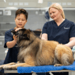 Veterinary Dental