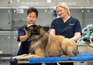 Veterinary Dental